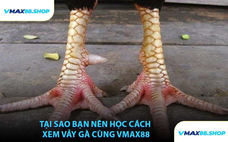 Tại Sao Bạn Nên Học Cách Xem Vảy Gà Cùng VMAX88
